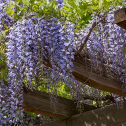 WISTERIA CHINENSIS AMETHYST FALLS CLT. 3 150/200 Lilaakác