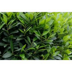 LAURUS NOBILIS CLT. 3 80/100 Nemesbabér