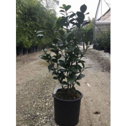 CAMELLIA JAPONICA PERFECTION WHITE CLT. 7 japán kamélia