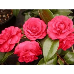 CAMELLIA JAPONICA BLACK LACE CLT. 7 japán kamélia