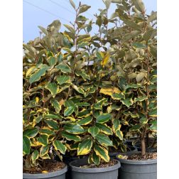 Elaeagnus ebb. LVQ18 SPALLIER tarkalevelű ez&uuml;stfa