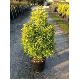 Euonymus jap."El. Aureus" LVQ 18 japán kecskerágó