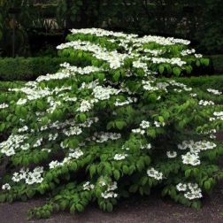 VIBURNUM PLICATUM MARIESII CLT. 10 Redős levelű bangita