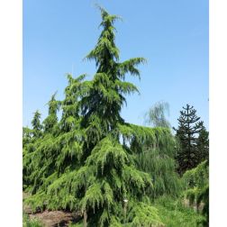 CEDRUS DEODARA CLT. 10 Himalájai cédrus