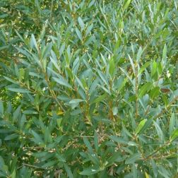PHILLYREA ANGUSTIFOLIA CLT. 3 Keskenylevelű olajfagyal