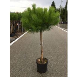 PINUS PINEA CLT. 18 125/150 8/10 HALF STANDARD mandulafenyő