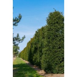 Taxus bac. clt90 200/250 közönséges tiszafa