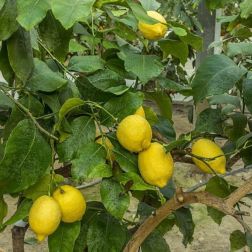 CITRUS LIMONUM (LIMONE) CLT. 30 HALF STANDARD Citrom
