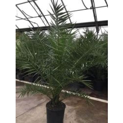Phoenix canariensis CLT15 kan&aacute;ri datolyap&aacute;lma