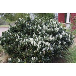 Prunus la."Otto Luyken" CLT5 babérmeggy