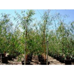 EUCALYPTUS ROSTRATA (CAMALDULENSIS) CLT. 30 10/12 STANDARD Eukaliptusz