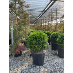 BUXUS MICROPHYLLA FAULKNER CLT. 20 BALL kislevelű puszpáng, buxus