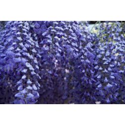 WISTERIA CHINENSIS PROLIFIC CLT. 3 150/200 lilaakác