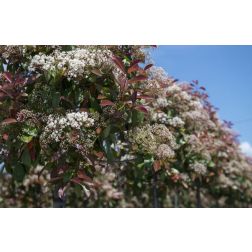 PHOTINIA FRASERI LITTLE RED ROBIN (NANA) LV 9 MINI STANDARD törpe vörös korallberkenye