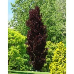 Fagus syl. "Dawyck Purple"CLT18 v&eacute;rb&uuml;kk