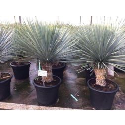 Yucca rostrata CLT40 80/100 p&aacute;lmaliliom
