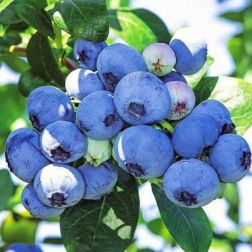 VACCINIUM CORYMBOSUM GOLDTRAUBE 71 CLT. 10 Fürtös áfonya