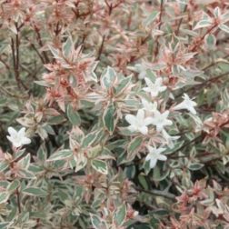 ABELIA CONFETTI (R) CONTI CLT. 10 Táncsicslonc