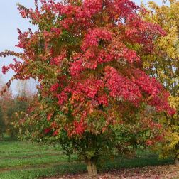 ACER BUERGERIANUM CLT. 35 10/12 STANDARD Háromerű juhar