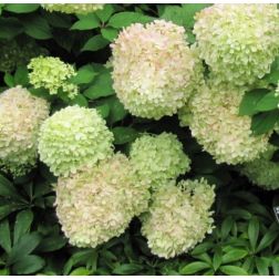 Hydrangea pan."Limelight" CLT3 bugás Hortenzia
