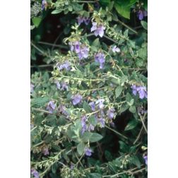 TEUCRIUM FRUTICANS CLT. 10 cserjés gamandor
