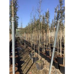 CARPINUS BETULUS CLT. 18 200/250 FEATHERED közönséges gyertyán