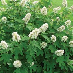 HYDRANGEA QUERCIFOLIA ALICE CLT. 10 Tölgylevelű hortenzia