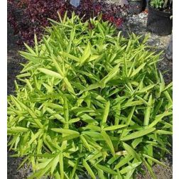 ACER (VERDI) PALM. DISS. GREEN GLOBE CLT. 20 60/70 japán juhar