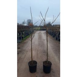 ALBIZIA JULIBRISSIN OMBRELLA (R) CLT. 18 HALF STANDARD selyemakác
