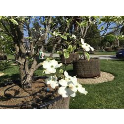 CORNUS FLORIDA CHEROKEE DAYBREAK CLT. 10 virágos som