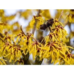 HAMAMELIS INT. ARNOLD PROMISE CLT. 12 Varázsmogyoró