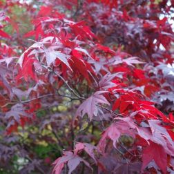 ACER PALMATUM ATROPURPUREUM CLT. 30 japán juhar