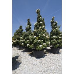 MAGNOLIA GRANDIFLORA GOLIATH (PRAECOX) CLT. 30 HALF STANDARD örökzöld magnólia, liliomfa