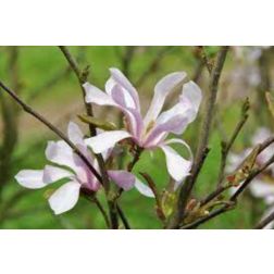 MAGNOLIA LOEBNERI LEONARD MESSEL CLT. 10 magn&oacute;lia, liliomfa