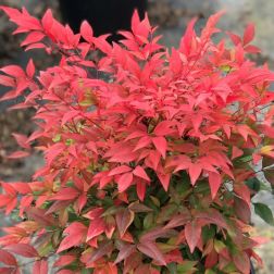 NANDINA DOMESTICA GULF STREAM CLT. 5 Japán szentfa