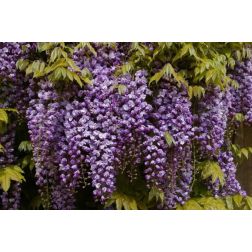 WISTERIA FLORIBUNDA BLACK DRAGON CLT. 3 150/200 lilaakác