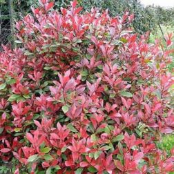 Photinia fr."Little Red Robin" CLT30 korallberkenye