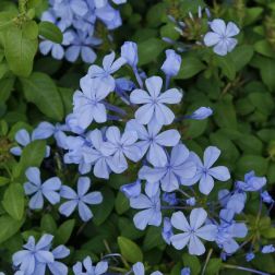 PLUMBAGO AURICULATA IMPERIAL BLUE CLT. 10 Ólomvirág
