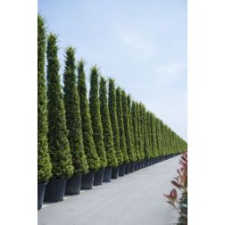 CUPRESSOCYPARIS LEYLANDII GOLD RIDER CLT. 30 POMPONS aranysárga leyland ciprus