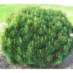 Pinus mugo "Gnom" CLT10 havasi törpefenyő