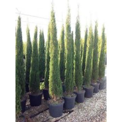 CUPRESSUS SEMPERV. PYRAMIDALIS CLT. 3 Piramisos örökzöld cédrus