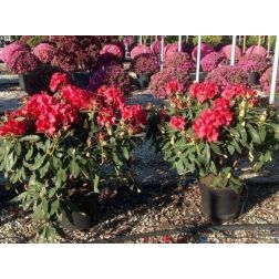 Rhododendron hybridum CLT10