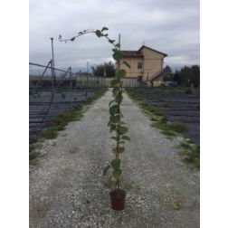 ACTINIDIA CHINENSIS TOMURI (MASCHIO) CLT. 10 kínai kivi