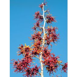 HAMAMELIS INTERMEDIA DIANE CLT. 12 varázsmogyoró
