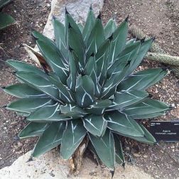 AGAVE VICTORIAE REGINAE LV 12 Agávé