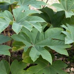 Papírarália Tetrapanax Papyrifera Lv12