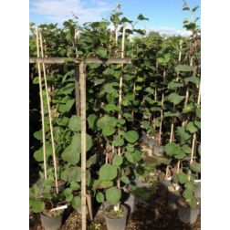 ACTINIDIA CHINENSIS SOLISSIMO (R) CLT. 10 kínai kivi