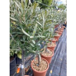 OLEA EUROPAEA (OLIVI) CLT. 230 BONSAI Olajfa