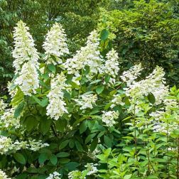 HYDRANGEA PANICULATA TARDIVA CLT. 10 Bugás hortenzia