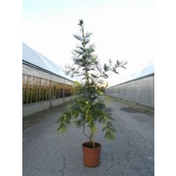 ACACIA MIMOSA DEALBATA CLT. 5 ezüst akác